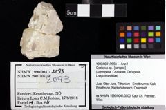 Foto (Objket + Etiketten) von Coelopus sp. 